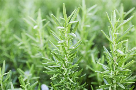 Rosemary & company - When to harvest: Snip fresh foliage as needed all year; rosemary leaves are most aromatic just before the plant blooms. How to harvest: Harvest leaves and branches with a garden pruner. Take 4 to 6-inch sprigs from the tips of the branches for kitchen use. Strip the leaves from the stems. 